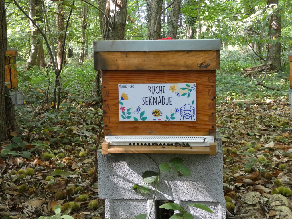 La ruche Seknadje