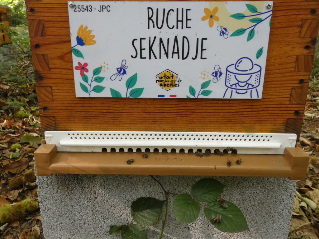 La ruche Seknadje