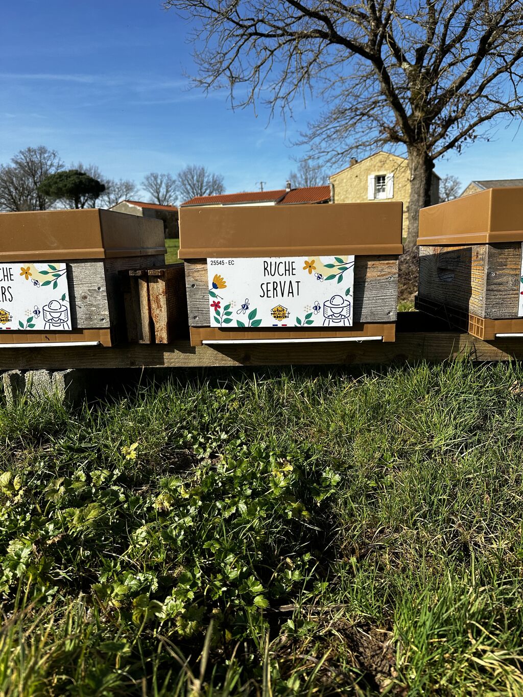 La ruche Servat