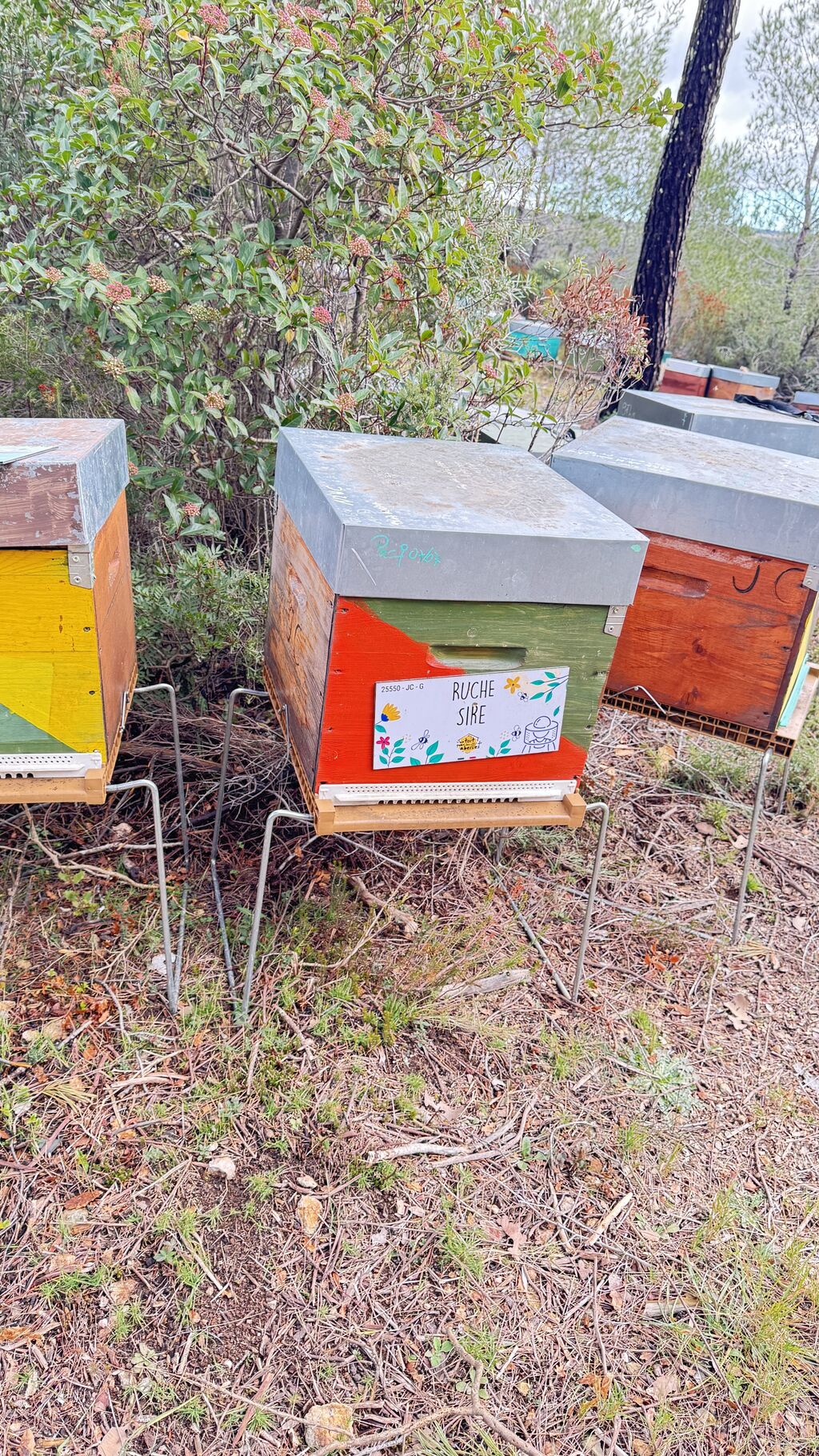 La ruche Sire