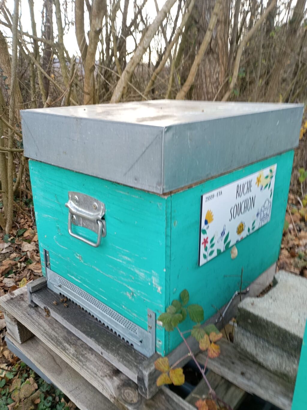 La ruche Souchon