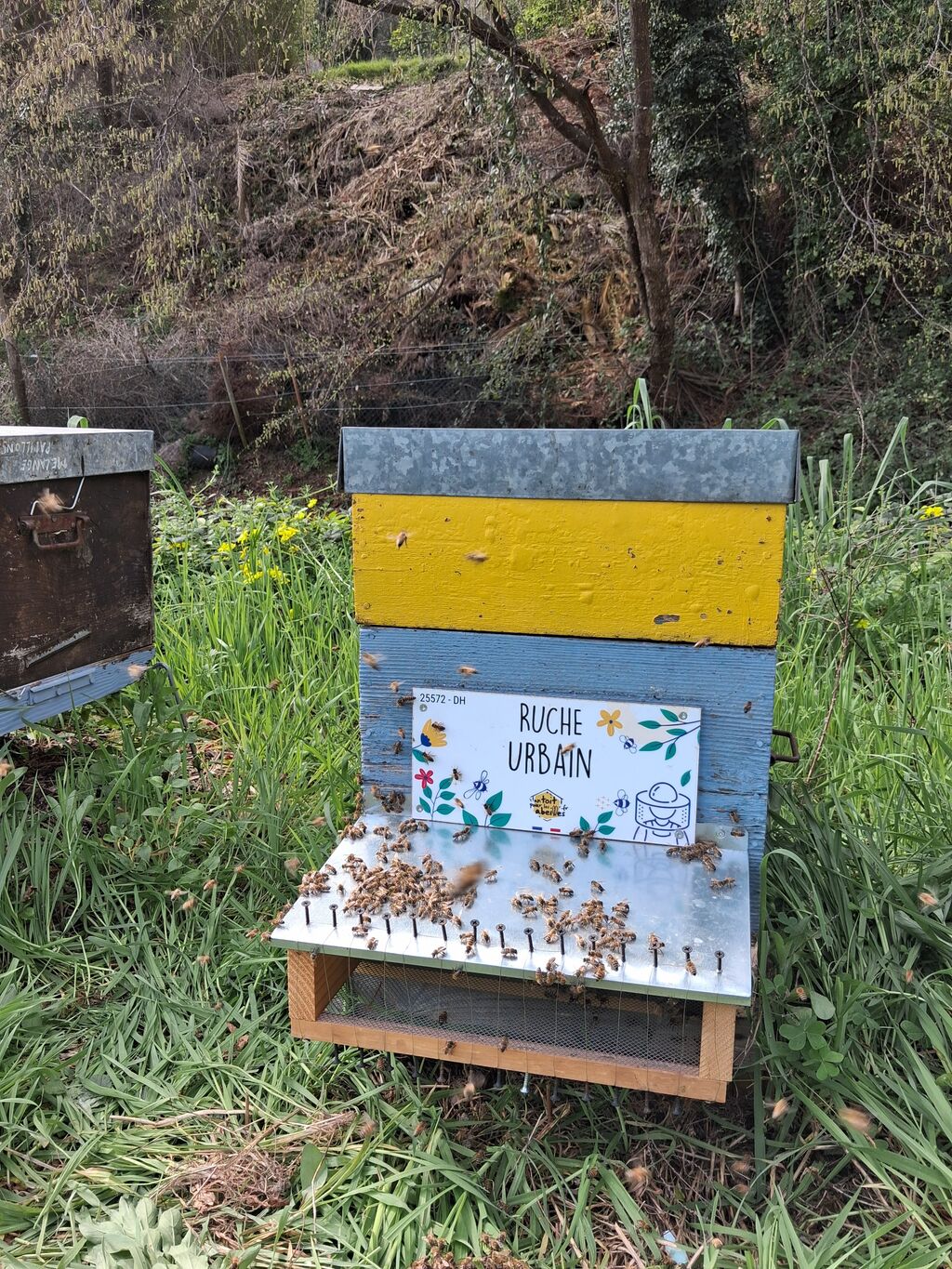La ruche Urbain