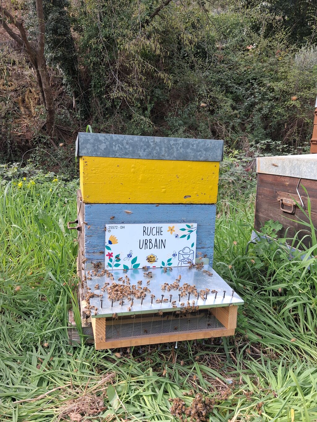 La ruche Urbain