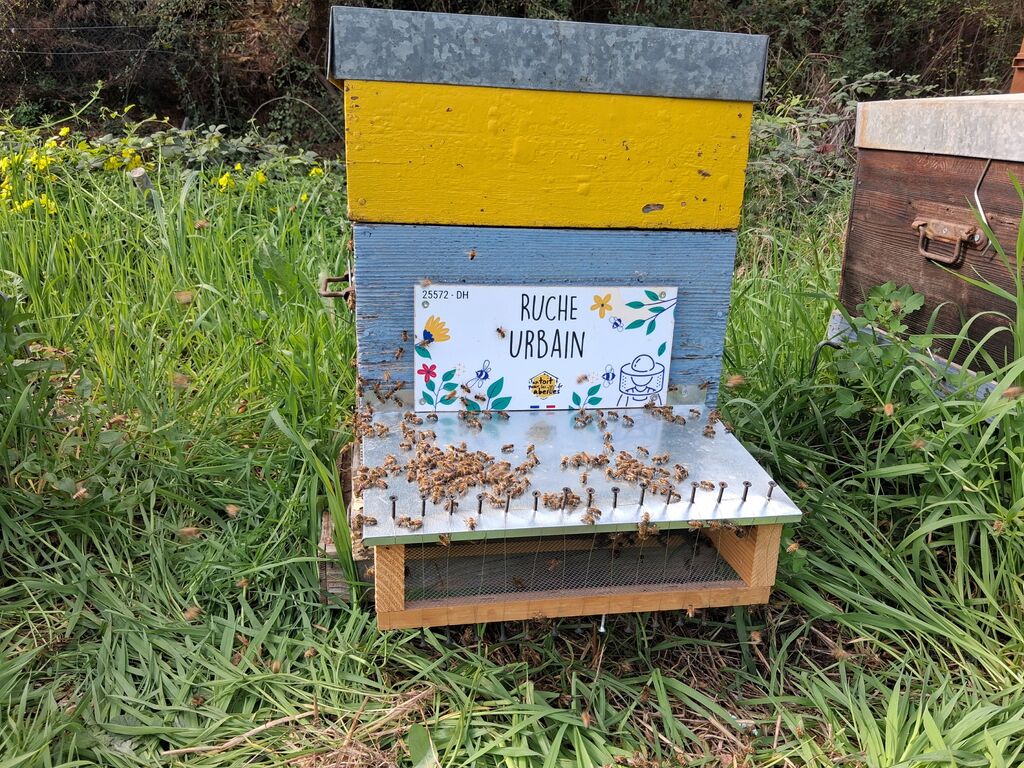 La ruche Urbain