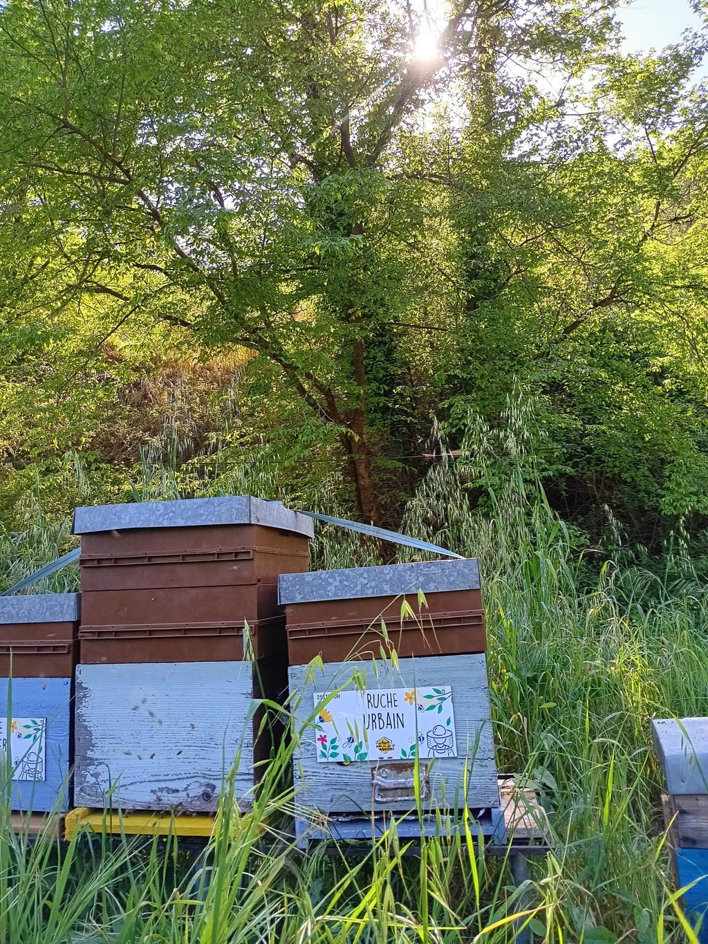 La ruche Urbain