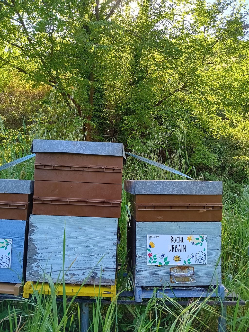 La ruche Urbain