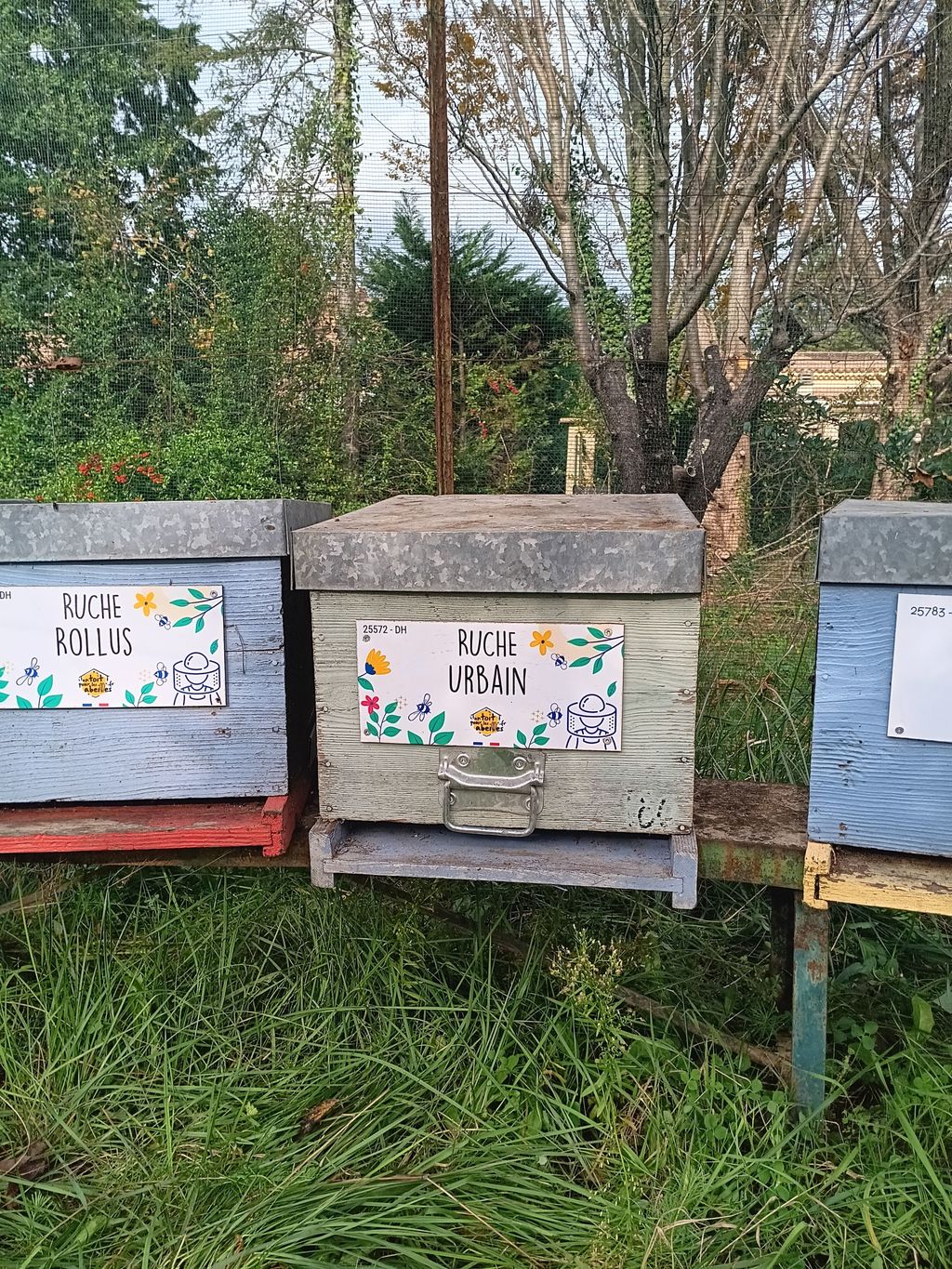 La ruche Urbain