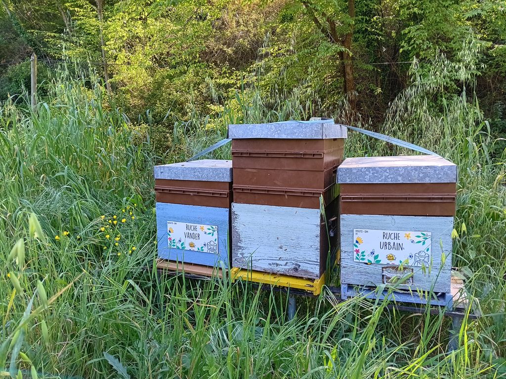 La ruche Urbain