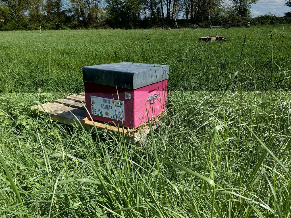 La ruche Usthiax