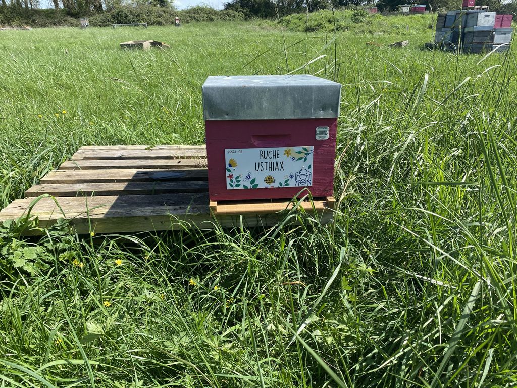 La ruche Usthiax