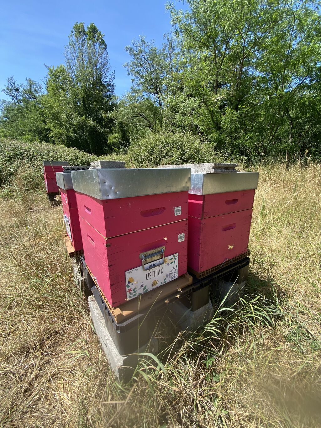 La ruche Usthiax