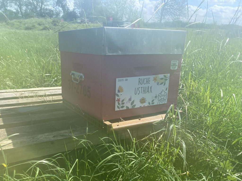 La ruche Usthiax