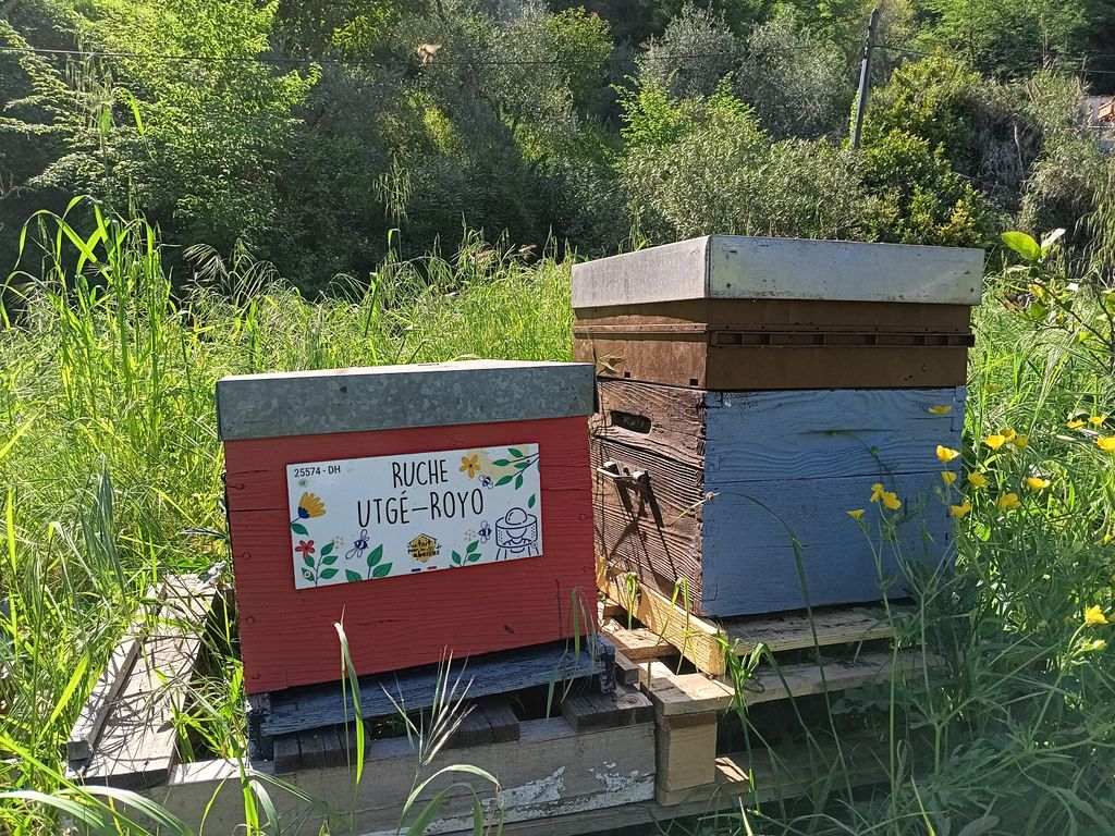 La ruche Utgé-Royo