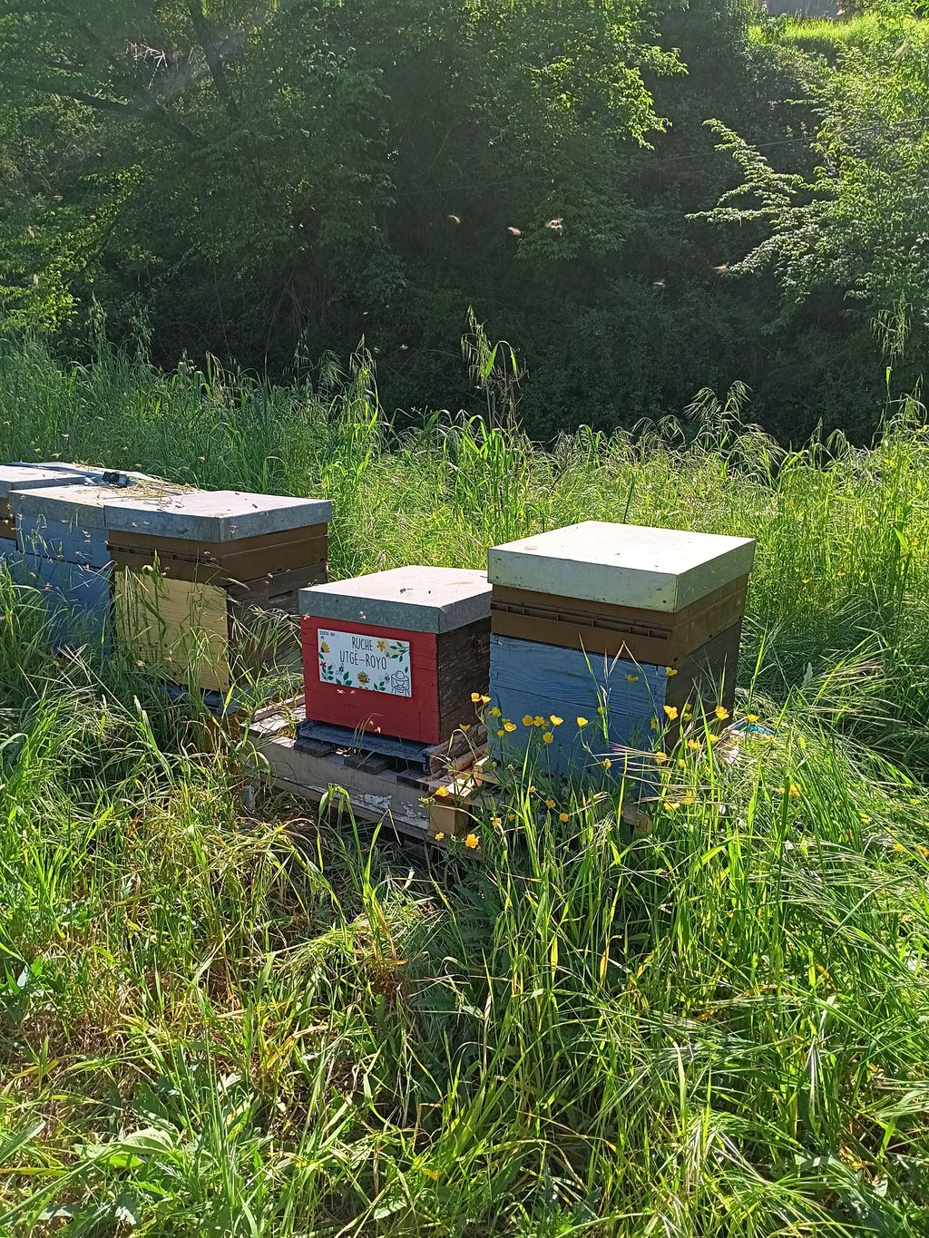 La ruche Utgé-Royo