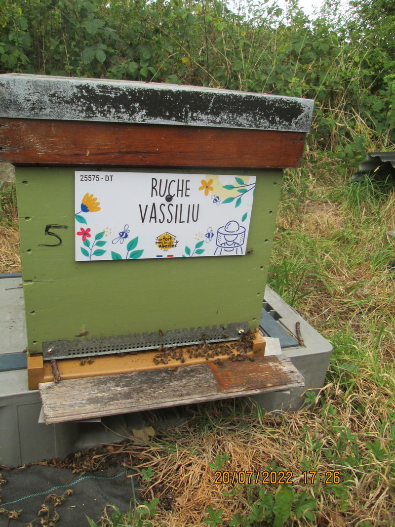 La ruche Vassiliu