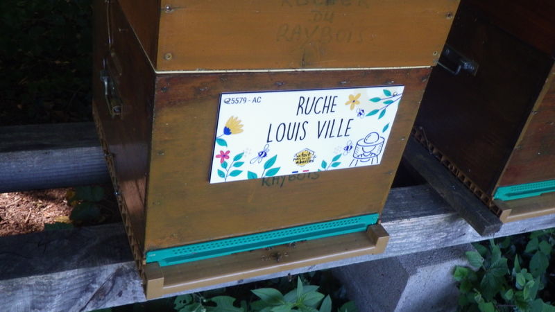 La ruche Louis Ville