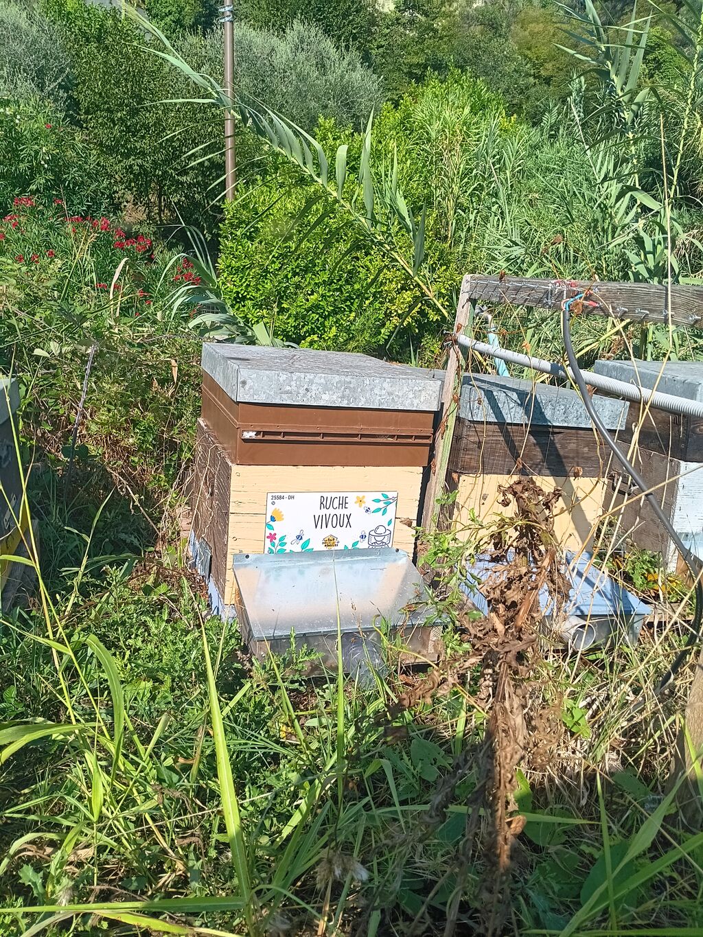 La ruche Vivoux