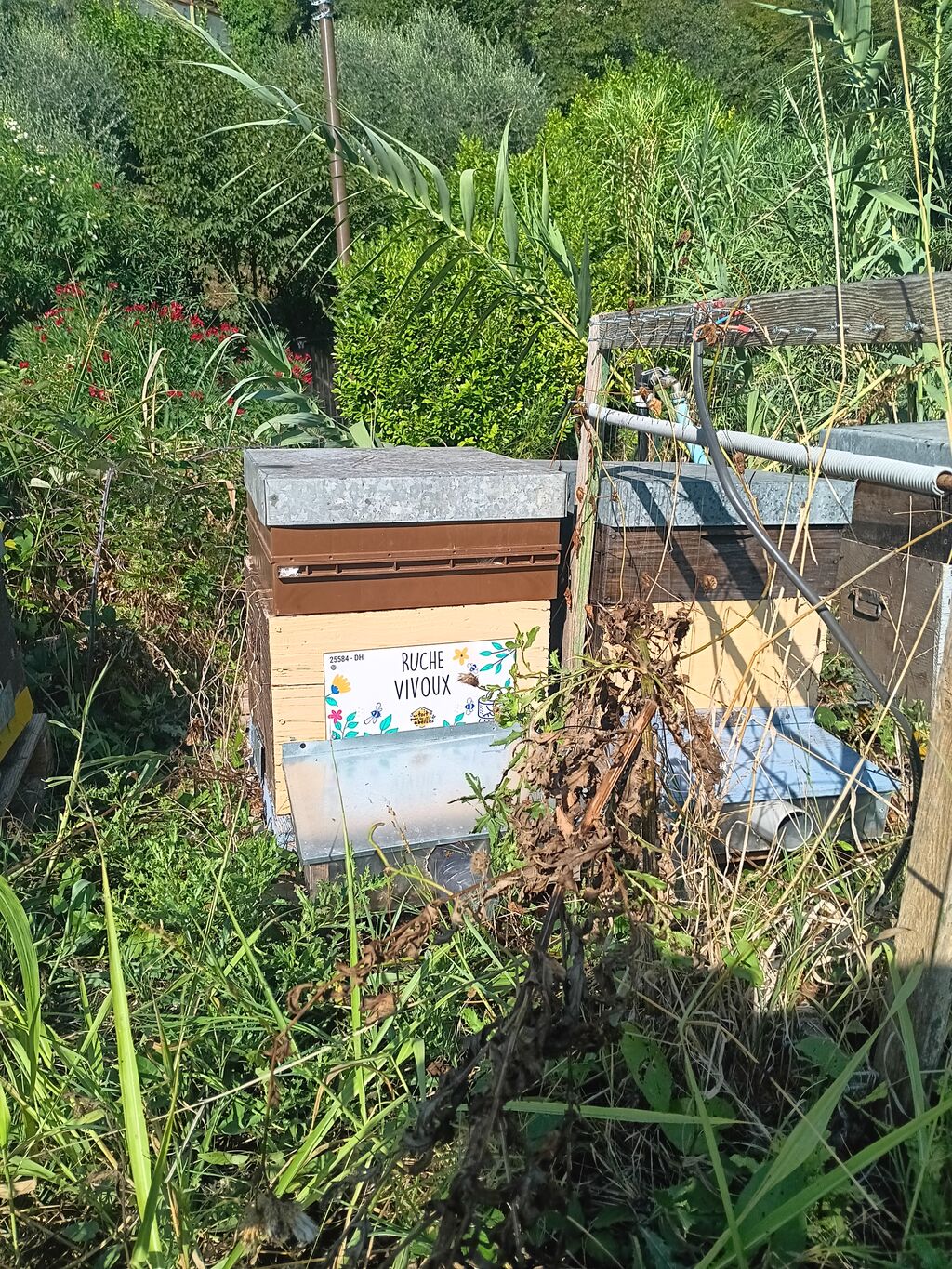La ruche Vivoux