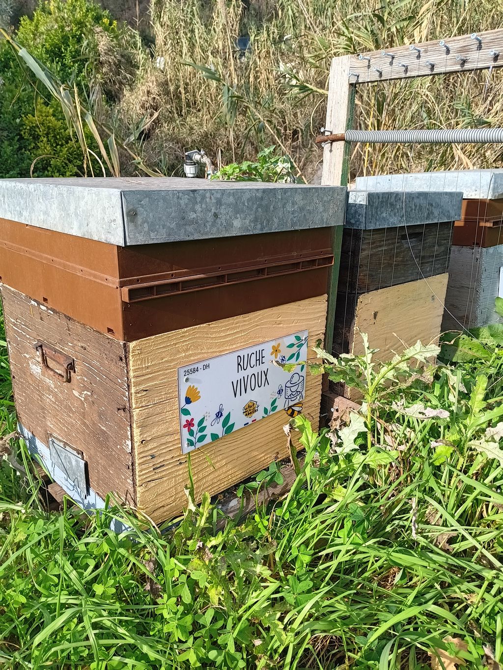 La ruche Vivoux