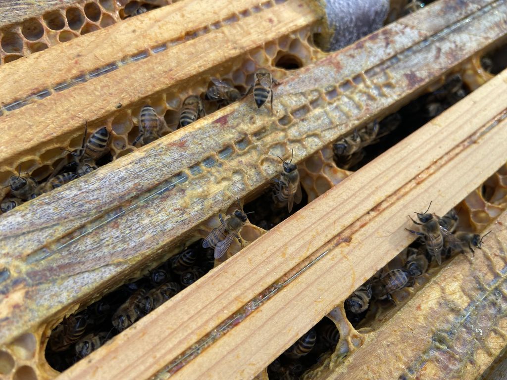 La ruche Yellow Tricycle