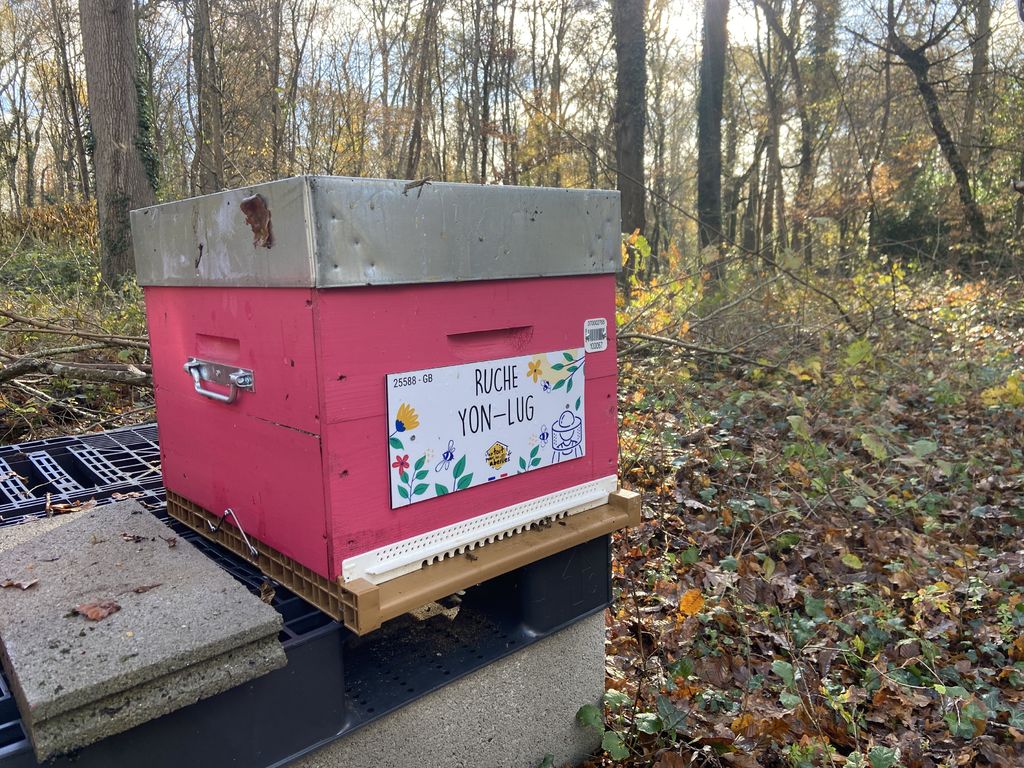 La ruche Yon-Lug