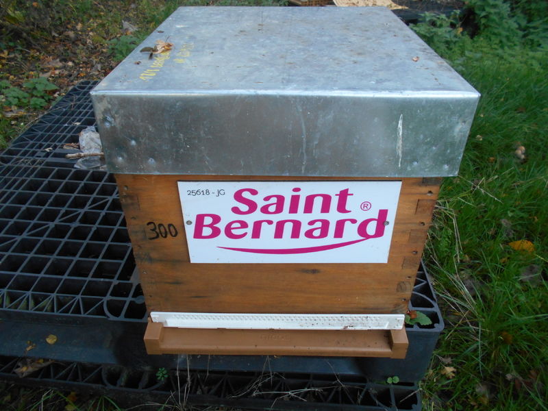 La ruche Saint bernard