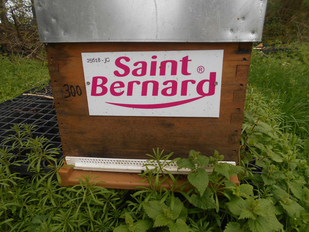 La ruche Saint bernard