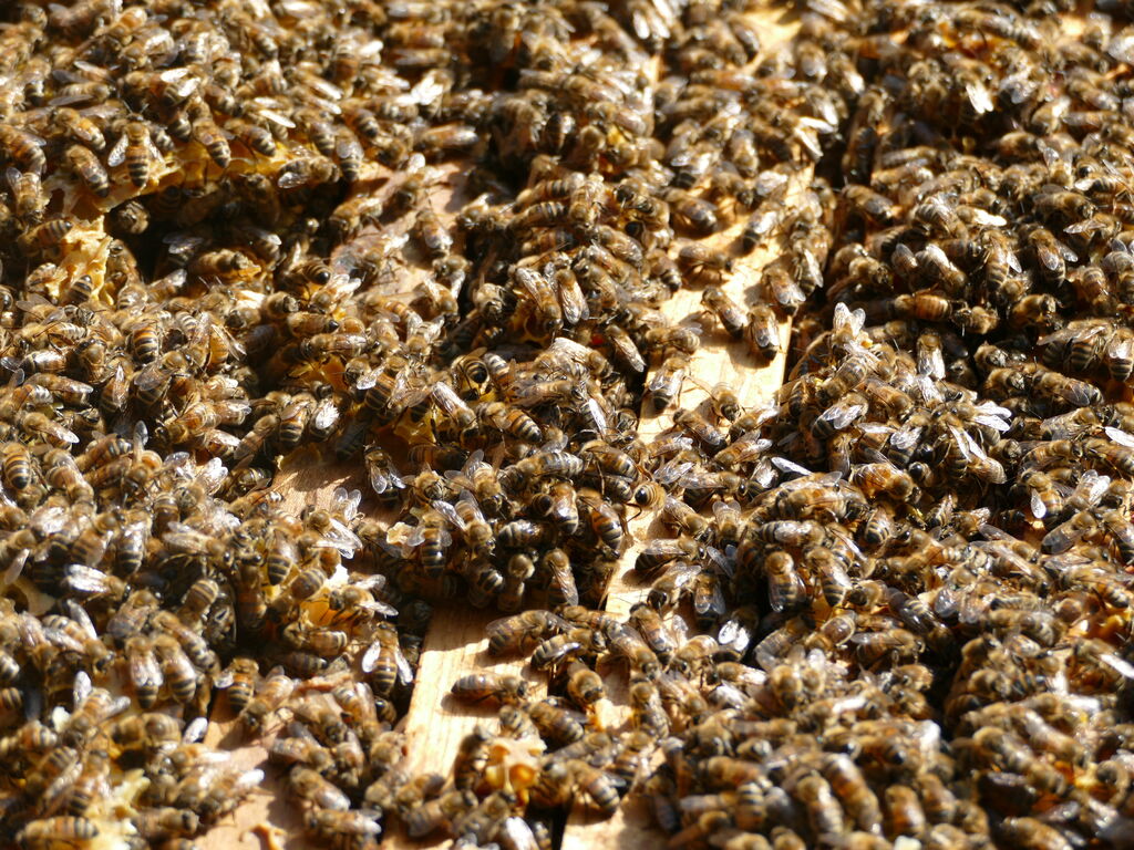 La ruche Bee engineering