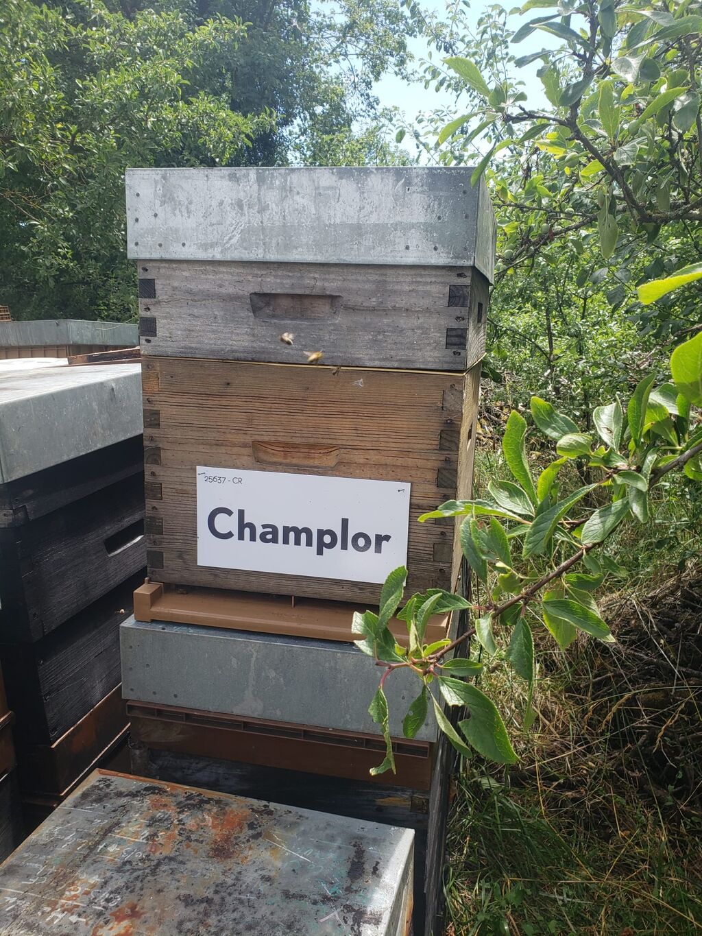 La ruche Valtris Champlor
