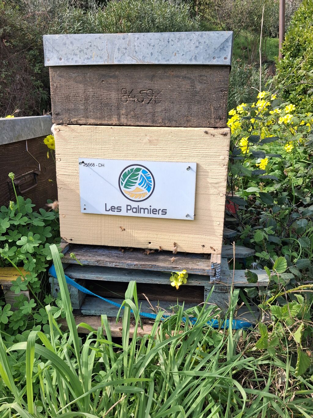 La ruche HOTEL LES PALMIERS