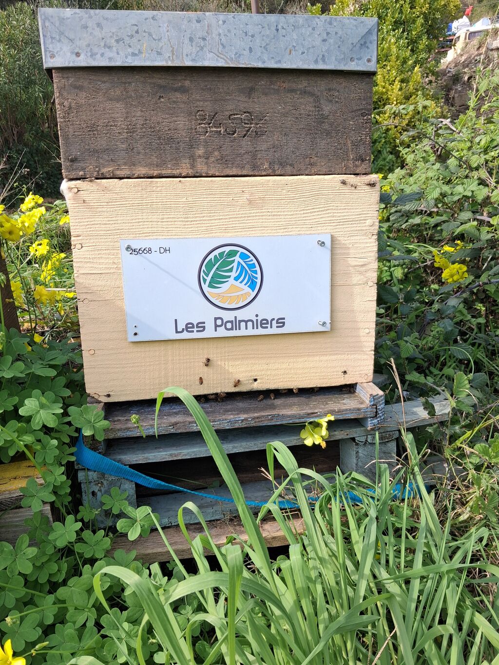 La ruche HOTEL LES PALMIERS