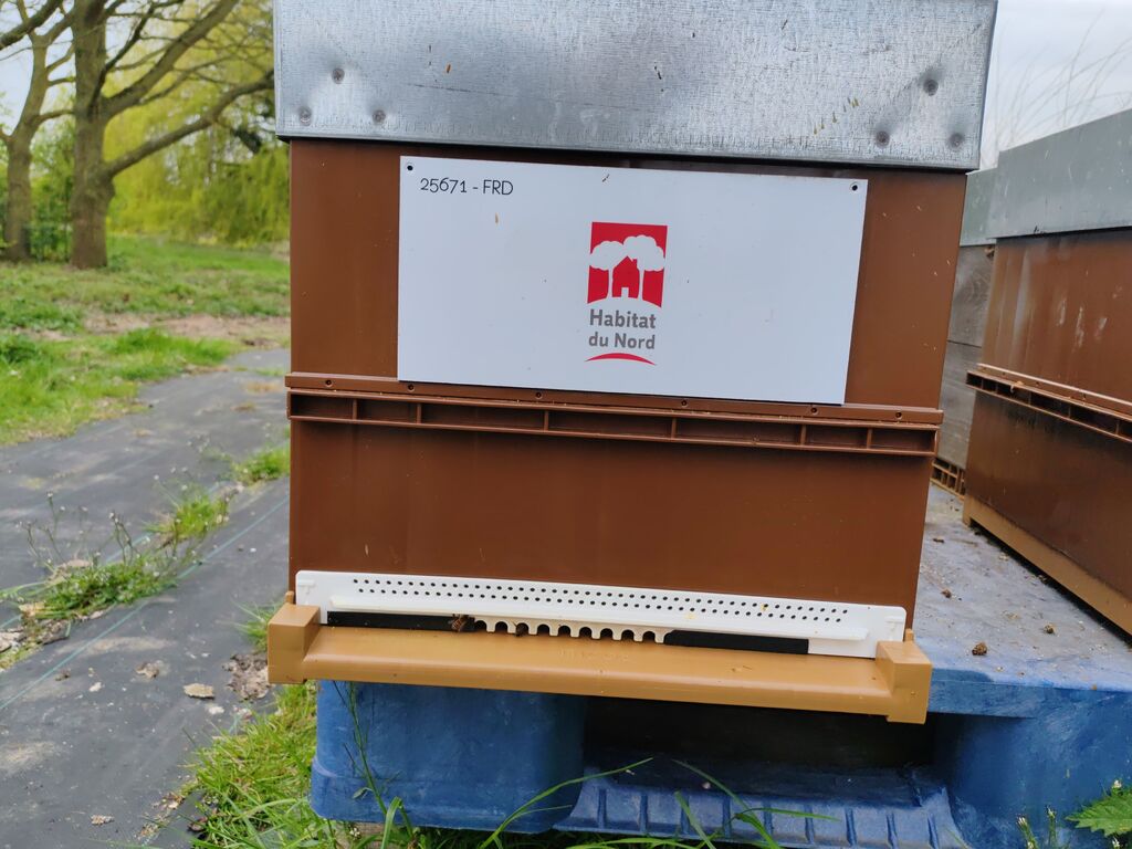 La ruche Habitat du nord