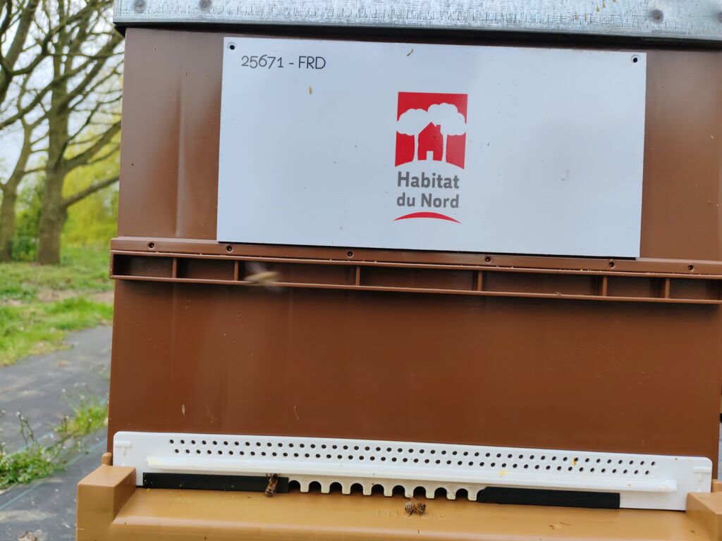 La ruche Habitat du nord