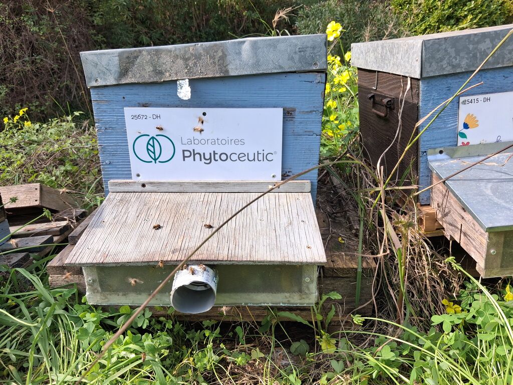 La ruche Laboratoires PHYTOCEUTIC