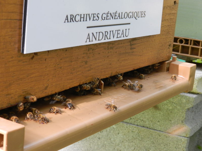 La ruche Archives Généalogiques Andriveau Poitiers