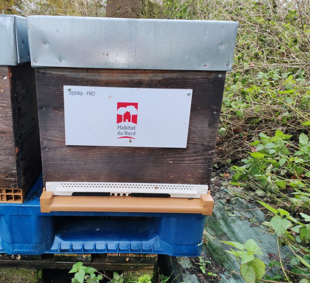 La ruche Habitat du nord