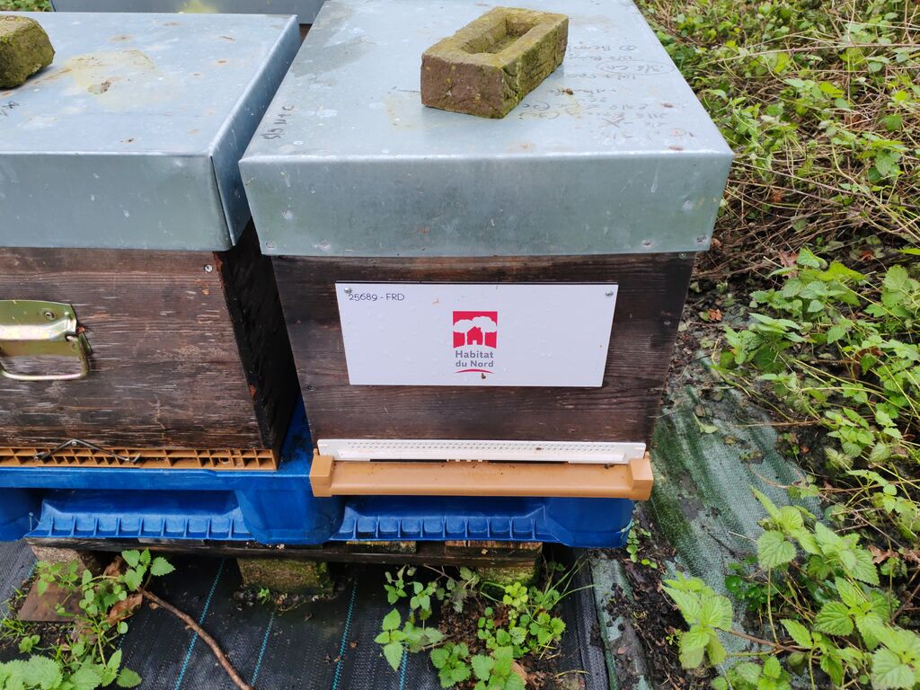 La ruche Habitat du nord