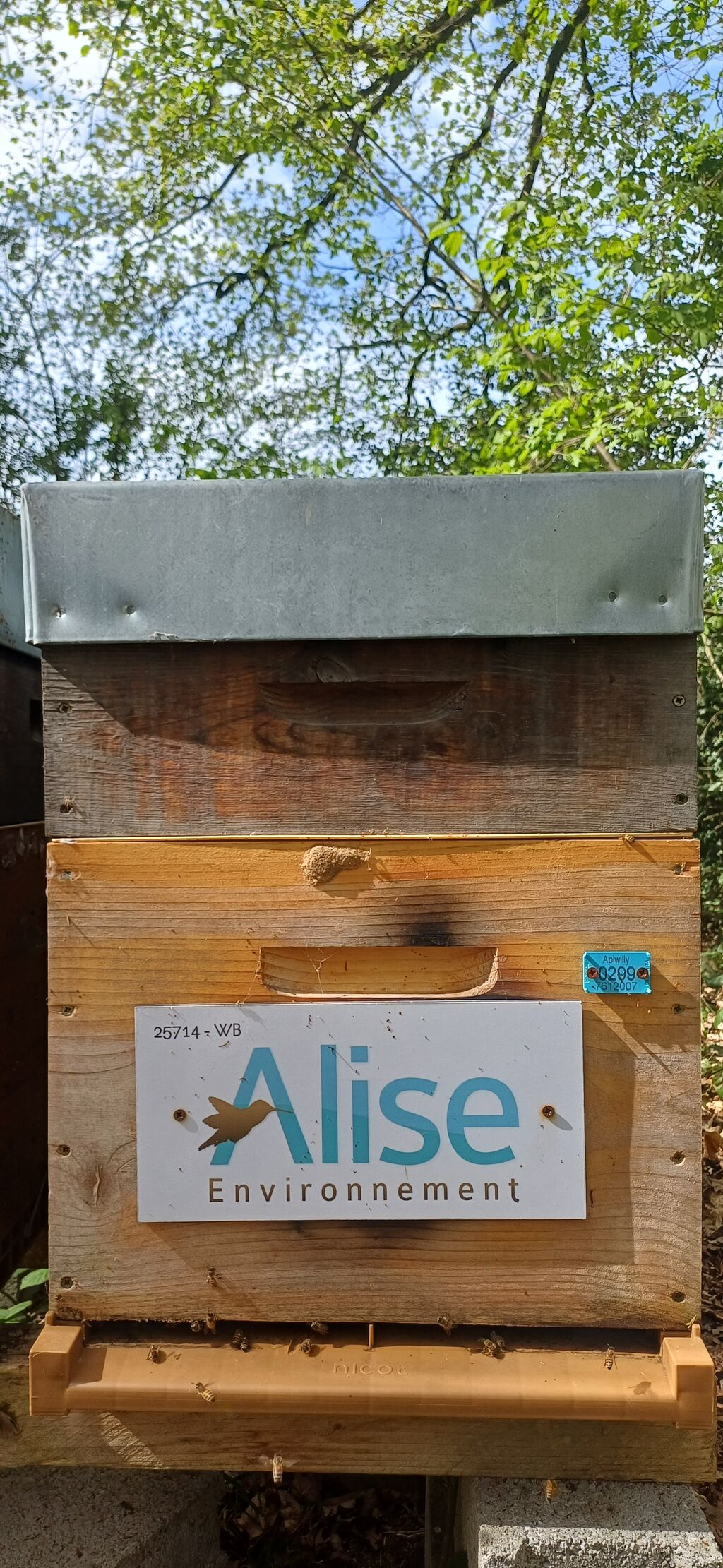 La ruche Sas alise