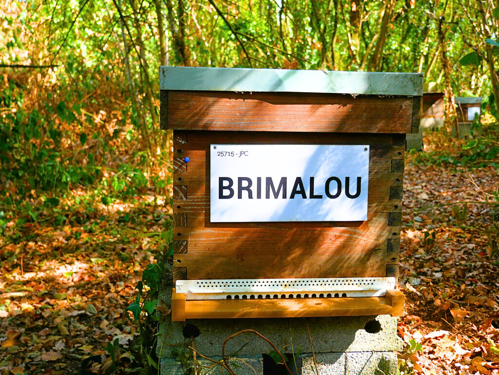 La ruche BRIMALOU