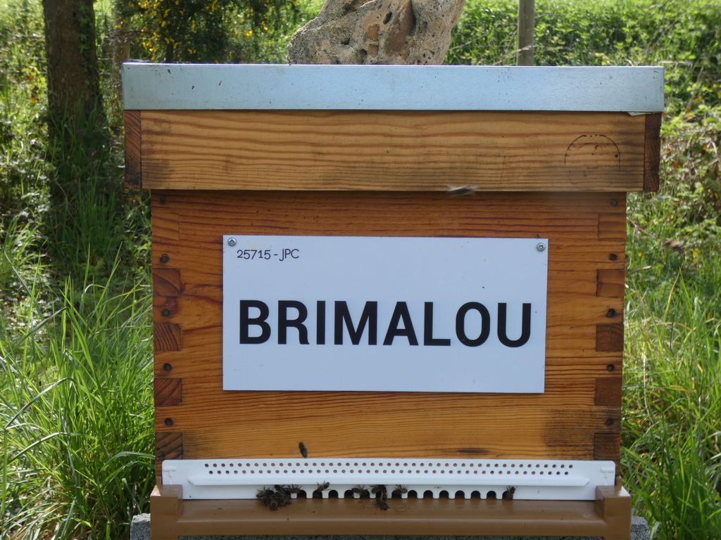 La ruche BRIMALOU