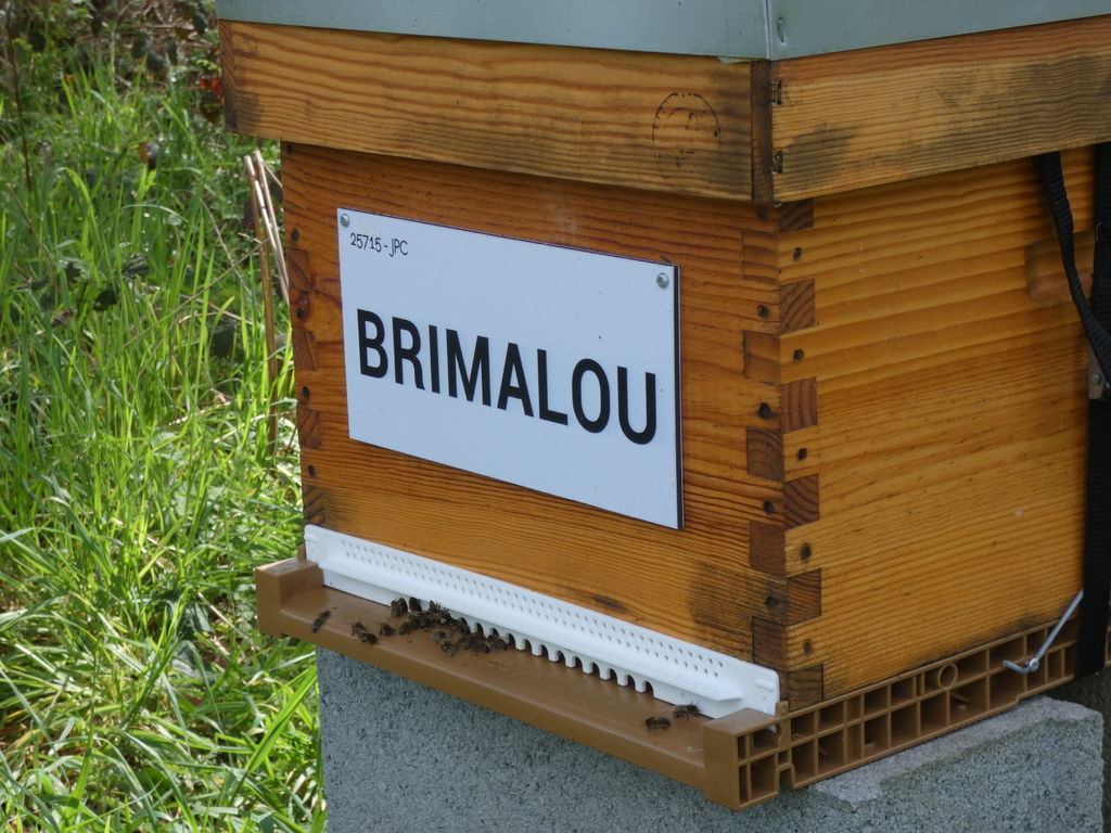 La ruche BRIMALOU