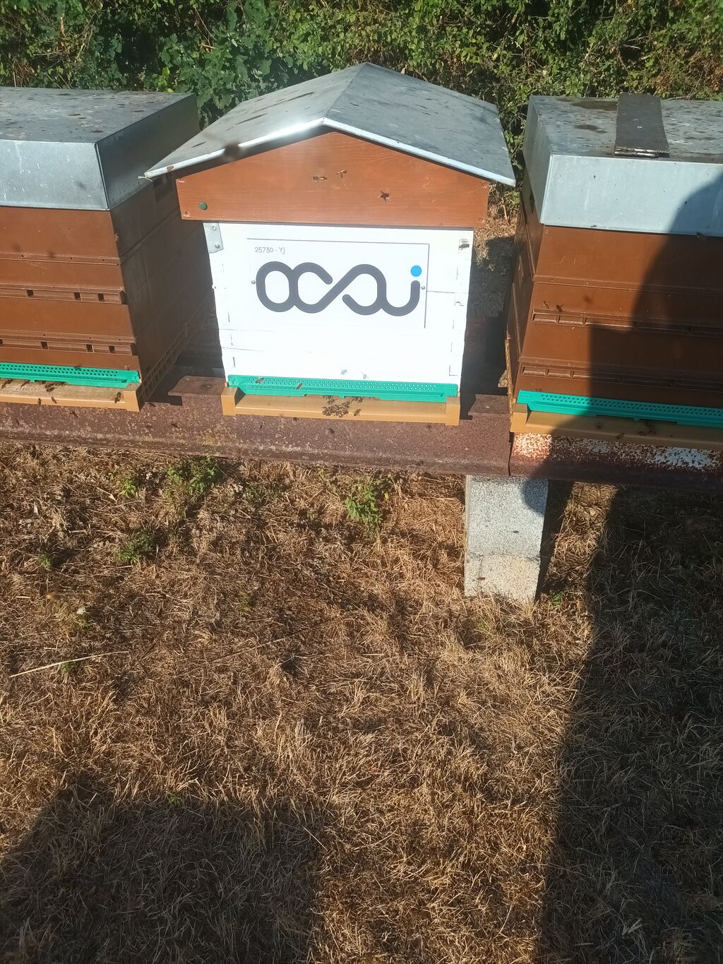 La ruche Ocsi