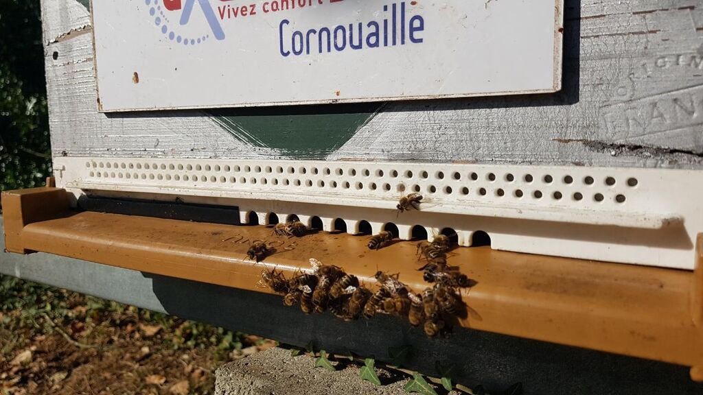 La ruche Axenergie cornouaille quimper gaz