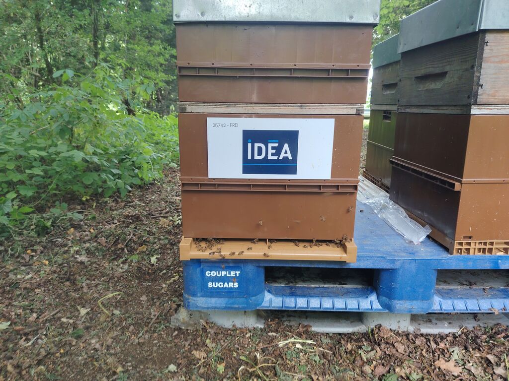 La ruche IDEA GROUPE