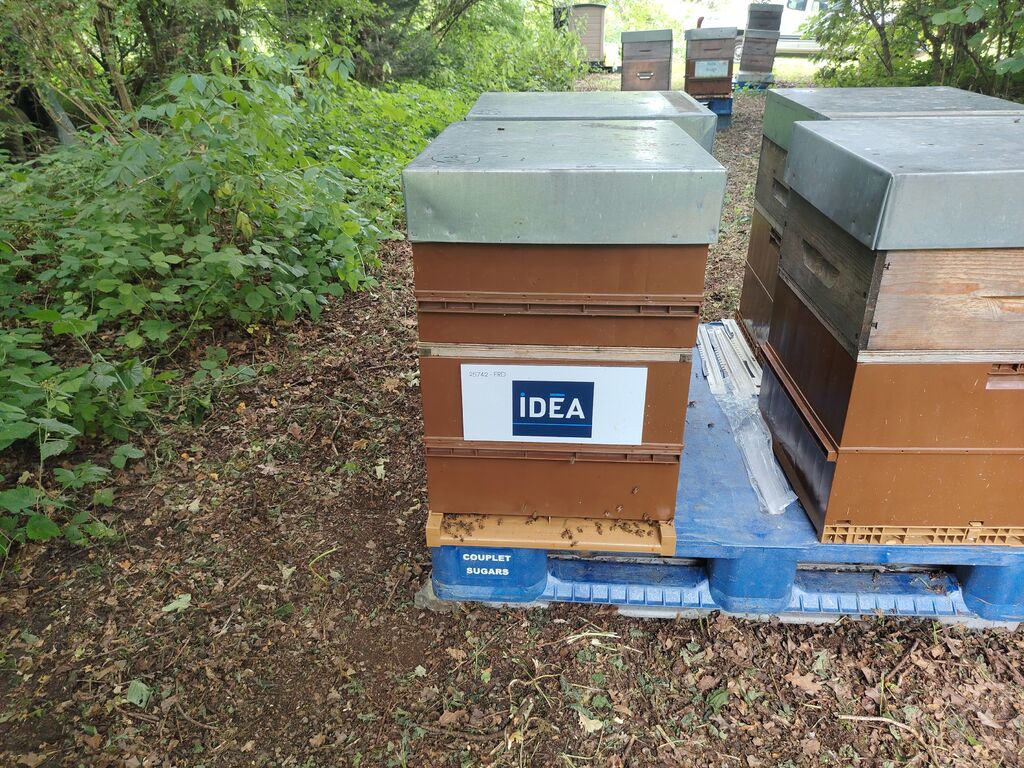 La ruche IDEA GROUPE
