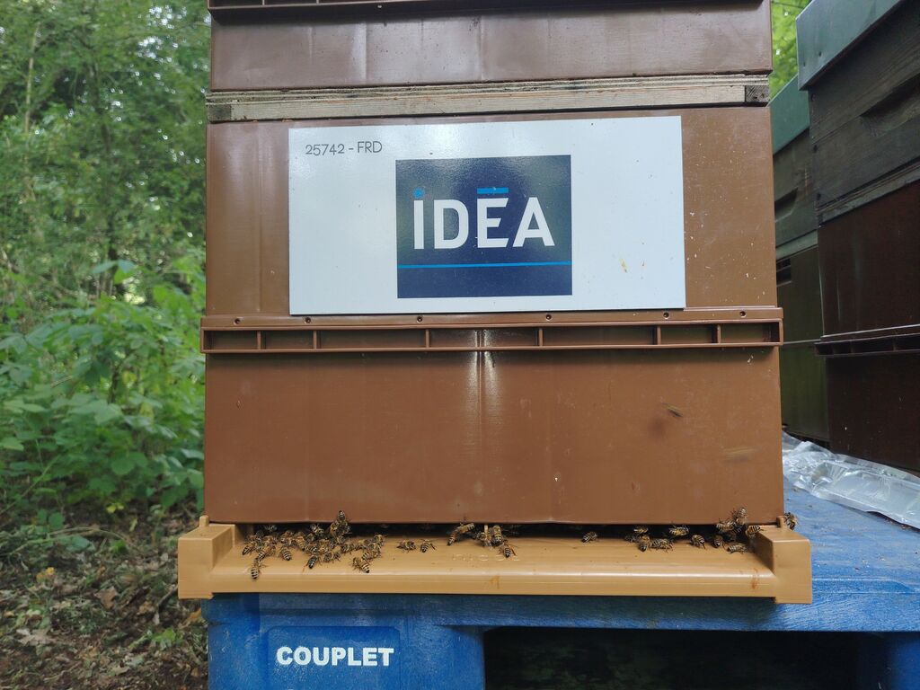 La ruche IDEA GROUPE