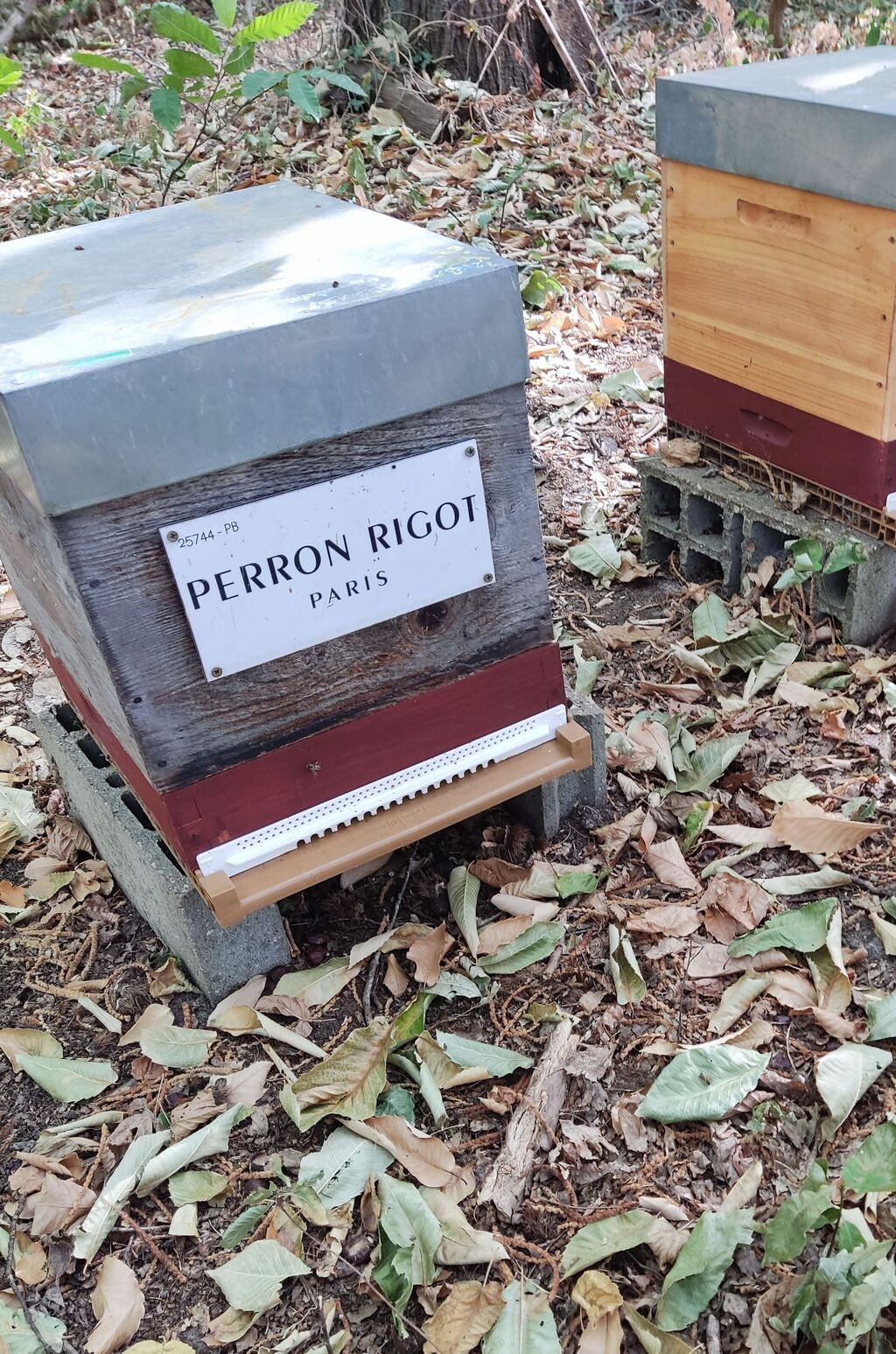 La ruche Perron rigot