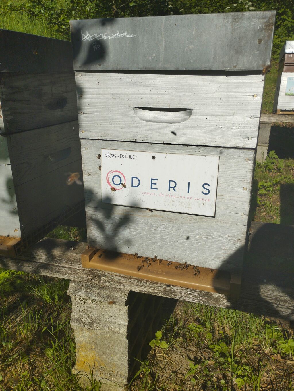 La ruche ODERIS