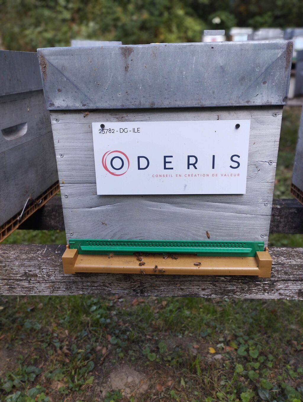 La ruche ODERIS