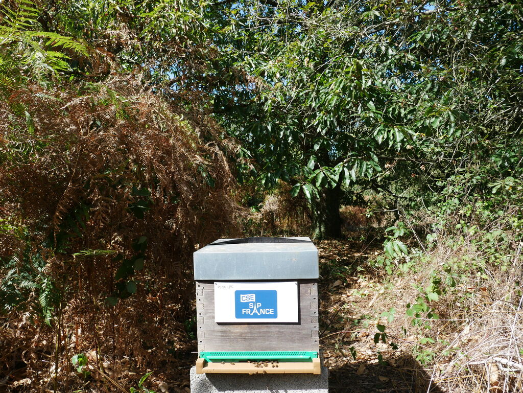La ruche CSE SAP France